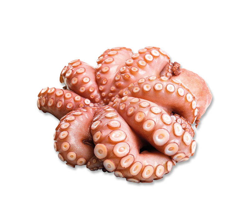 Baby Octopus 1kg -TK-