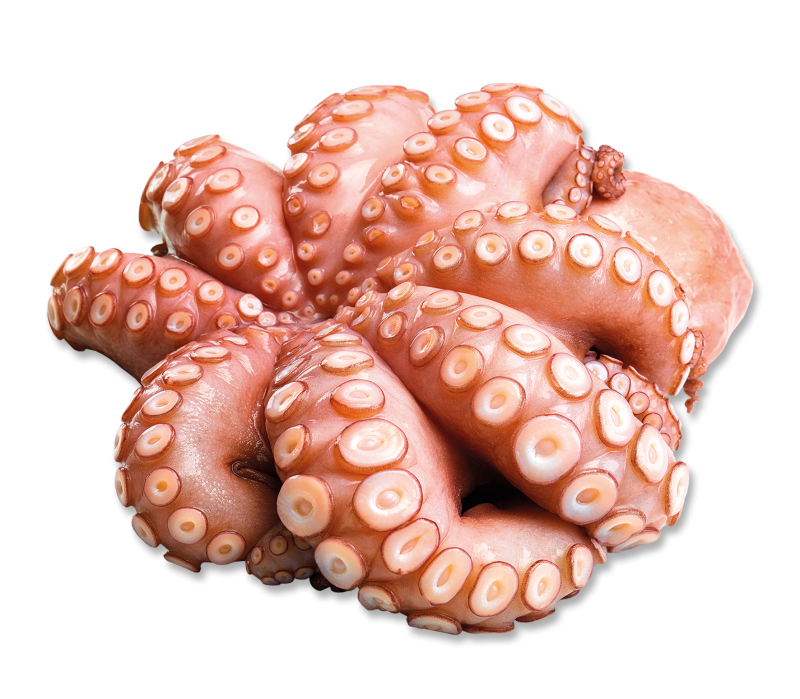 Pulpo/Oktopus, ca. 2-3 kg St.-TK-