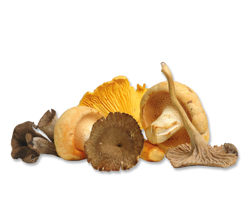 Feine Waldpilzmischung 1 kg -TK-