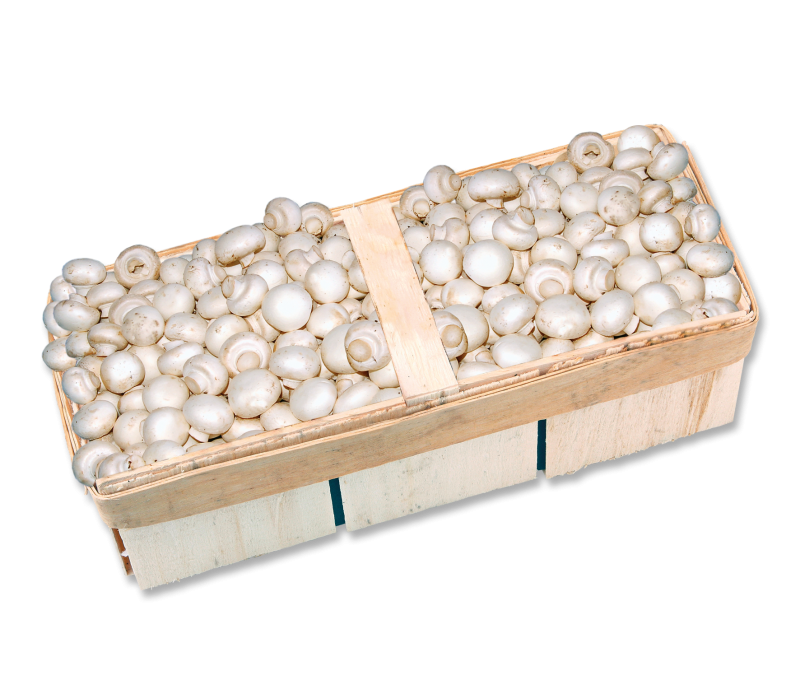 Champignons klein, frisch 3kg Korb