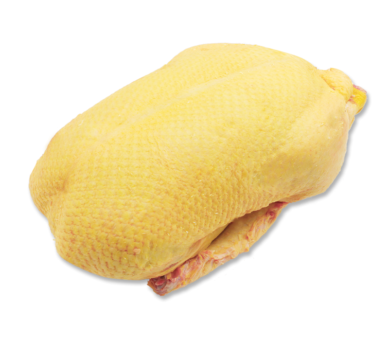 Barbarie Ente weiblich ca.1,5kg
