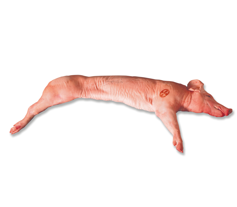 Schwäbisch Hällisches Jungschwein